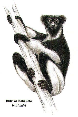 An indri.